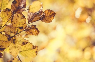 leaves-1023281_960_720