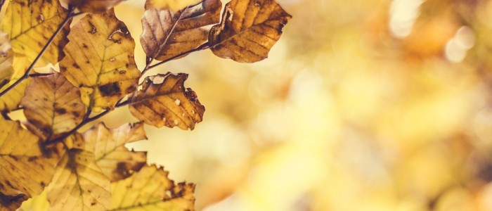 leaves-1023281_960_720